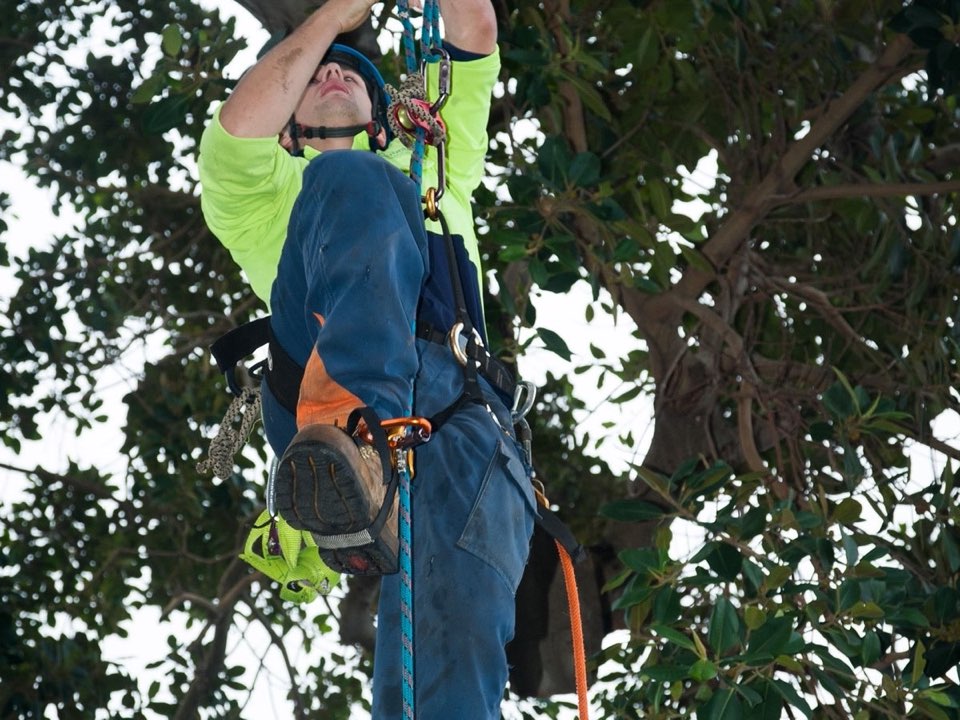 Qualified arborist working in a mature tree during a risk assessment in Falkirk