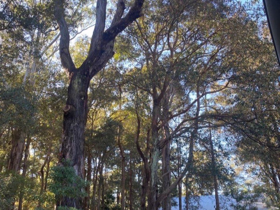 Mature trees in a Falkirk parkland setting due for routine re-inspection